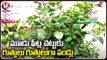 More Than 100 Types Of Fruit Plants At One Place | Grand Nursery Mela Peoples Plaza | V6 News