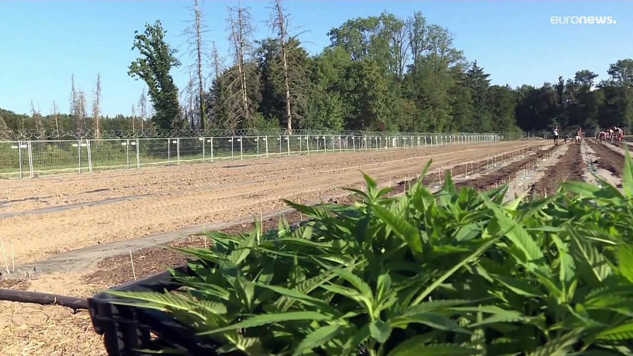 Cannabis zum Freizeitkonsum in Apotheken in Basel
