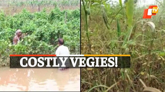 Odisha Flood Damages Vegetable Crops - Costly Vegies?