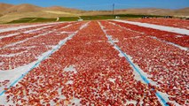 Elazığ haberleri... Elazığ'da üretilip kurutulan domatesler, dünya sofralarını süslüyor