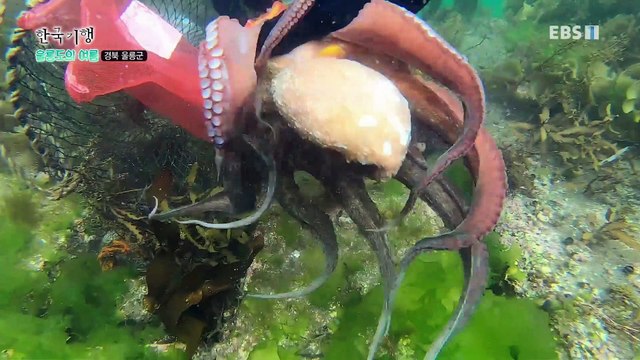 한국기행 - Korea travel_울릉도의 여름 5부- 바다를 품은 마당, 현포_#001