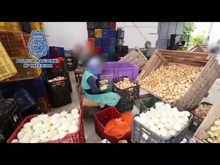 La Policía Nacional ha captado imágenes de cómo explotaban a sus trabajadoras en Callosa de Segura