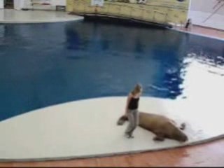 Lachvandedag.nl - Dansende walrus