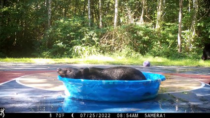 Bear Goes Full Zen After Winning Battle for Kiddie Pool