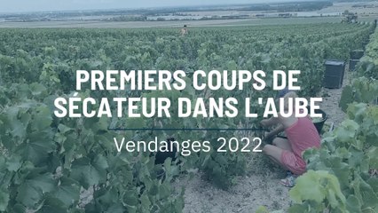 Vendanges 2022 : Premiers coups de sécateur dans l'Aube