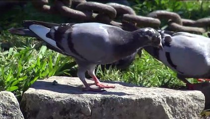 BOLBORETAS NO TEMPO 032 - O PAZO DE CASTRELOS