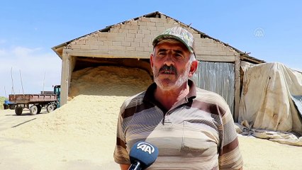Van'da ilkbaharda alınan yağışlar buğday rekolte beklentisini 45 bin ton artırdı