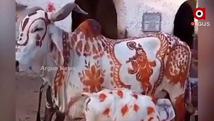 Viral Video | Gopala Painted on Gau Mata