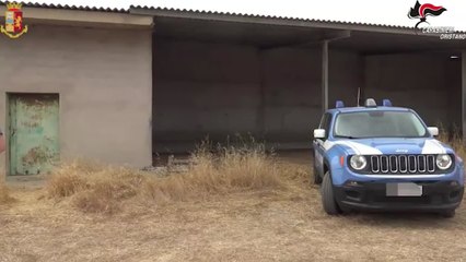 Trovati 550 kg di marijuana in una fattoria nell'Oristanese