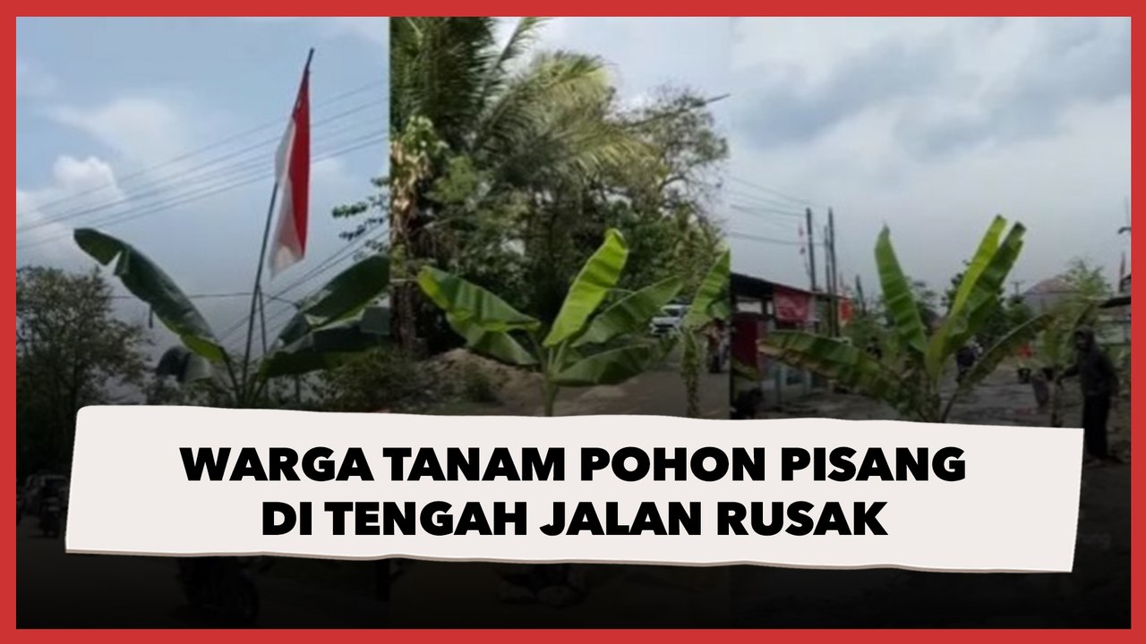 Viral Video Warga Tanam Pohon Pisang di Tengah Jalan Rusak yang Tak Kunjung Diperbaiki
