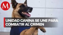 Se utilizan perros entrenados para buscar restos humanos en Guerrero