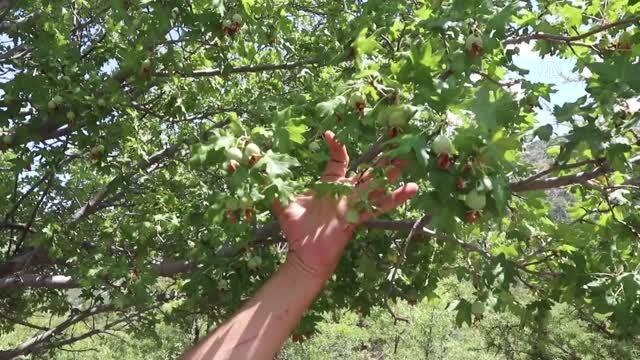 Karaman gündem haberleri: Karamanlı profesör, binin üzerinde yabani geyicek fidanının bakımını yaptırdı