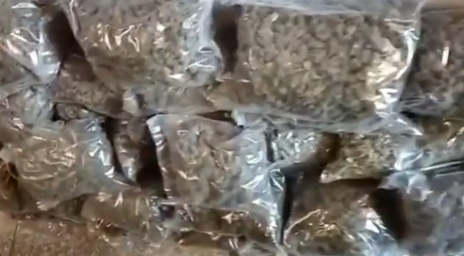 Vibo Valentia - Sequestrate coltivazioni di marijuana da 1 milione di euro: 3 arresti (19.08.22)