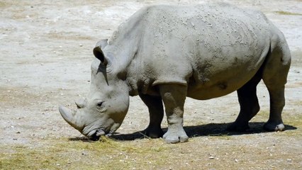 The Incredible Armour Plated Rhino