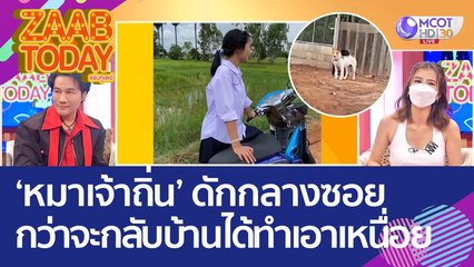 'หมาเจ้าถิ่น' ดักกลางซอย กว่าจะกลับบ้านได้ทำเอาเหนื่อย (19 ส.ค. 65) แซ่บทูเดย์