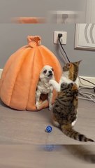 犬をガチギレさせるヌコ　Cats that really piss off dogs.　