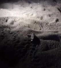 CARETTA CARETTA YAVRUSUNUN YUVADAN ÇIKMA ANI GÖRÜNTÜLENDİ