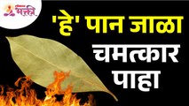 कोणते पान जाळल्यावर चमत्कार होईल? Which leaf will work miracles when burned? Lokmat Bhakti