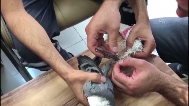 Afyon haber... AFYONKARAHİSAR - Ayağına çuval dolanan güvercin vatandaşlarca kurtarıldı