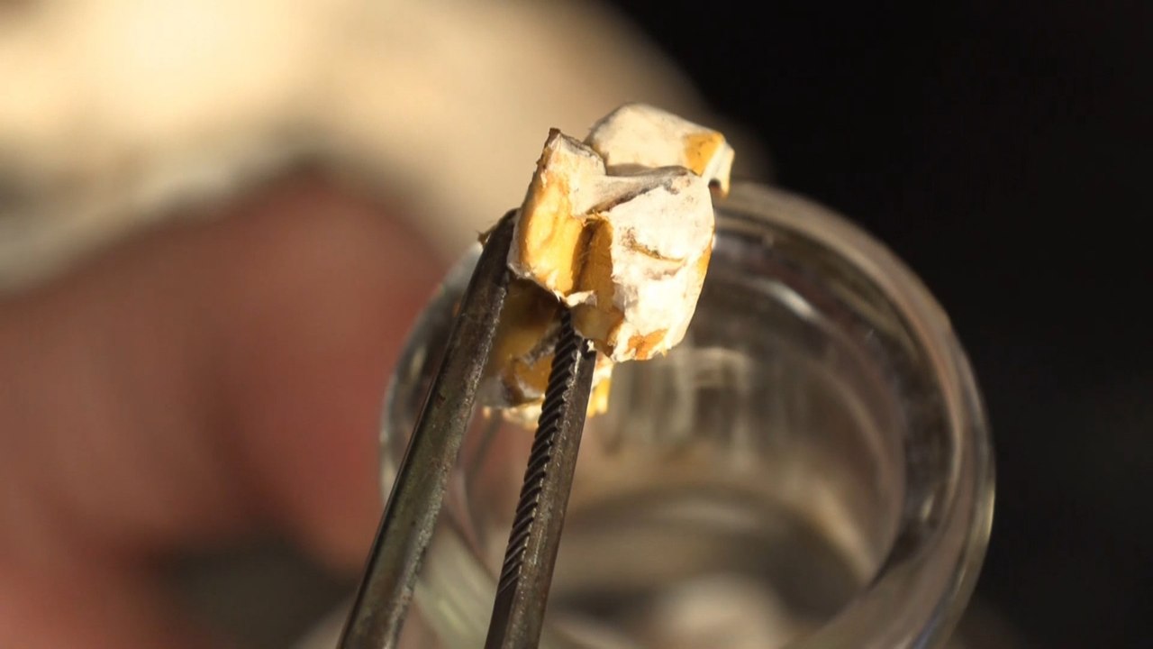 Los hongos pueden ser clave para reciclar las colillas de cigarrillos