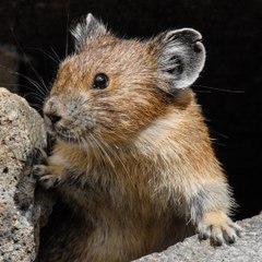 Qui est le pika, l'animal qui a inspiré Pikachu ? - carré