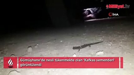 Gümüşhane’de nesli tükenmekte olan 'Kafkas semenderi' görüntülendi