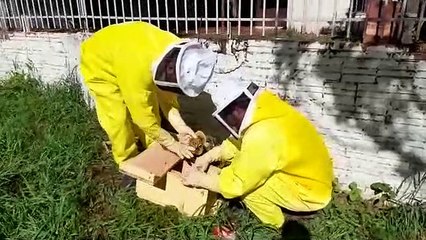 Defesa Civil estreia nova roupa em serviços de remoção de abelhas