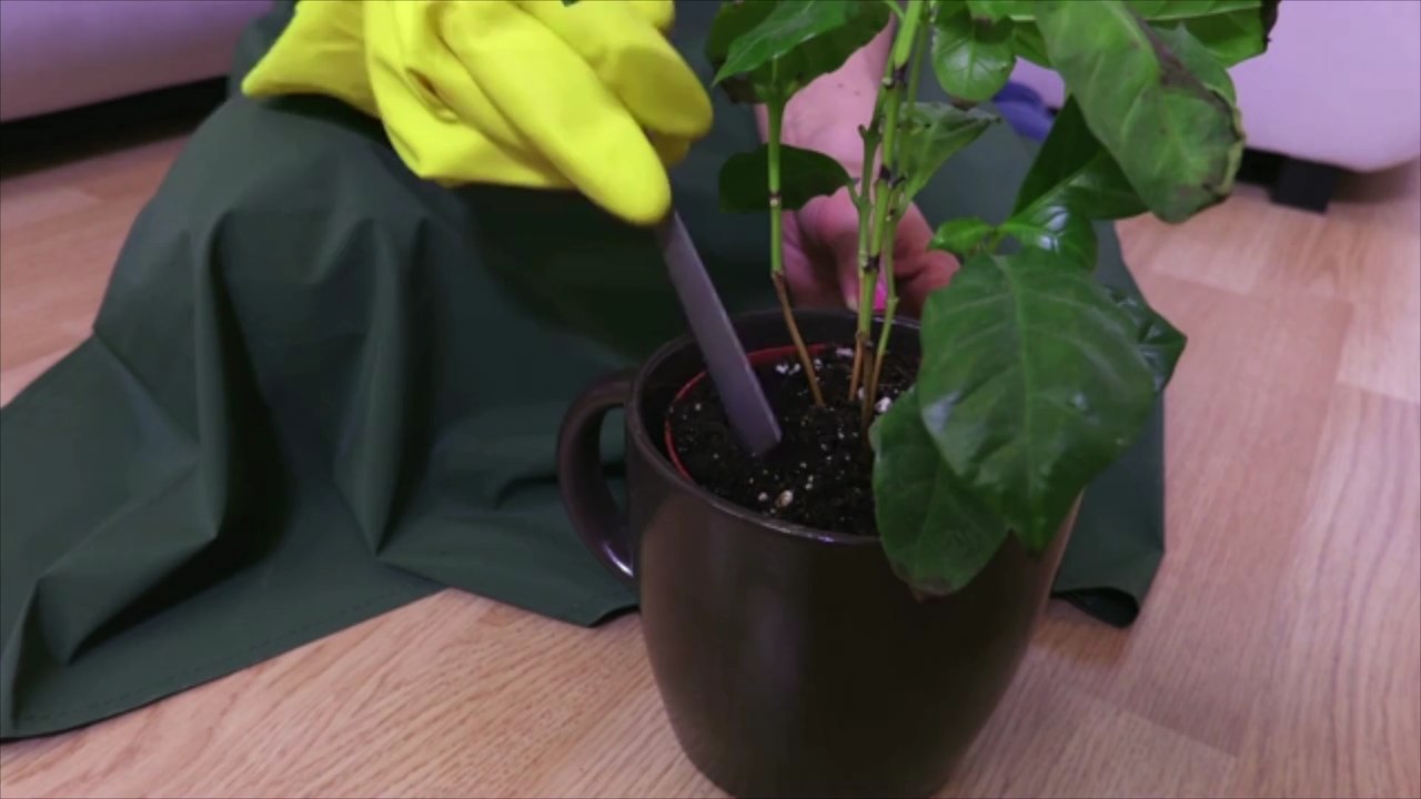 Diese Zimmerpflanzen sind besonders robust!