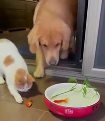 Pas d'instinct canin