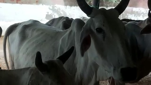 लम्पी की चपेट में पांच लाख से अधिक पशुधन ,30 जिलों का पशुधन सक्रमित