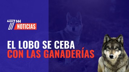 El lobo se ceba con la ganadería mientras sigue contando con la protección de las instituciones