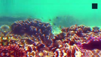 Areas of The Great Barrier Reef Are Showing Highest Coral Coverage in Decades