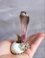 Newly hatched king cobra
