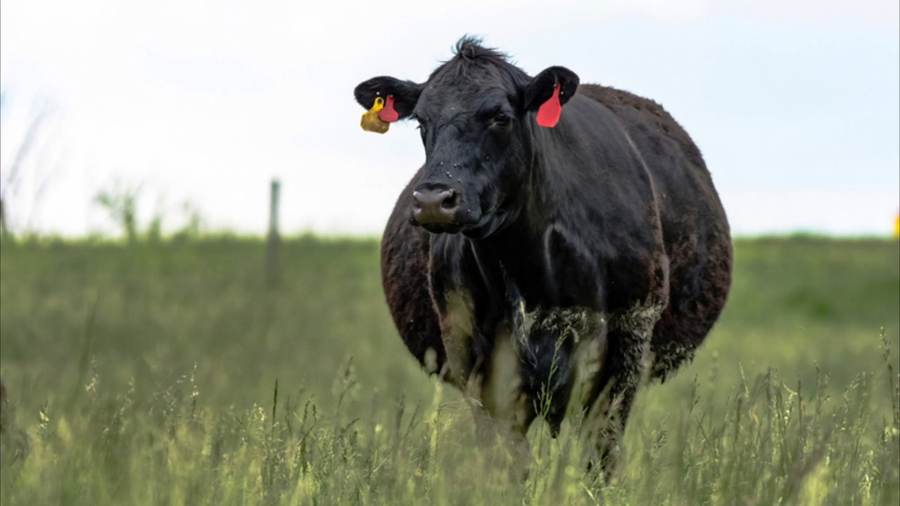 Verletzt und eingeschläfert: mann erschreckt trächtige kuh