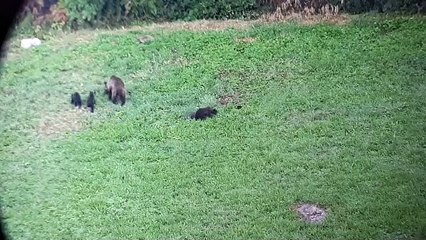 Una osa junto con tres oseznos son vistos en el pueblo de Orallo