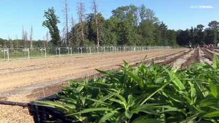 Venda legal de canábis na Suíça