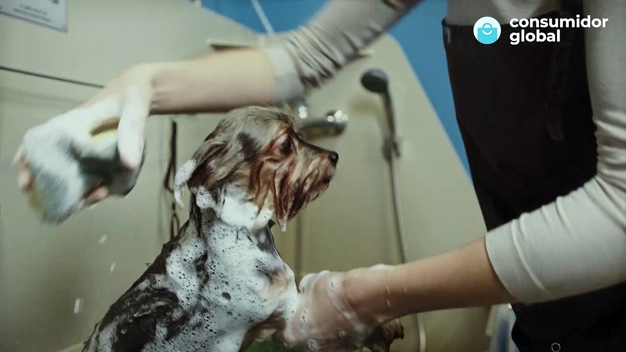 El varapalo de algunas peluquerías de mascotas hasta 40 euros extra por un servicio innecesario y hasta dañino