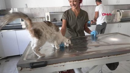 ZEHİRLENEN SOKAK KEDİSİ, 'HAYAT'A TUTUNDU