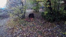 Grecia: tre orsi bruni uccisi in un mese. Ong Arcturos: 