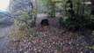 Grèce : trois ours retrouvés morts dans des espaces protégés au cours du mois dernier