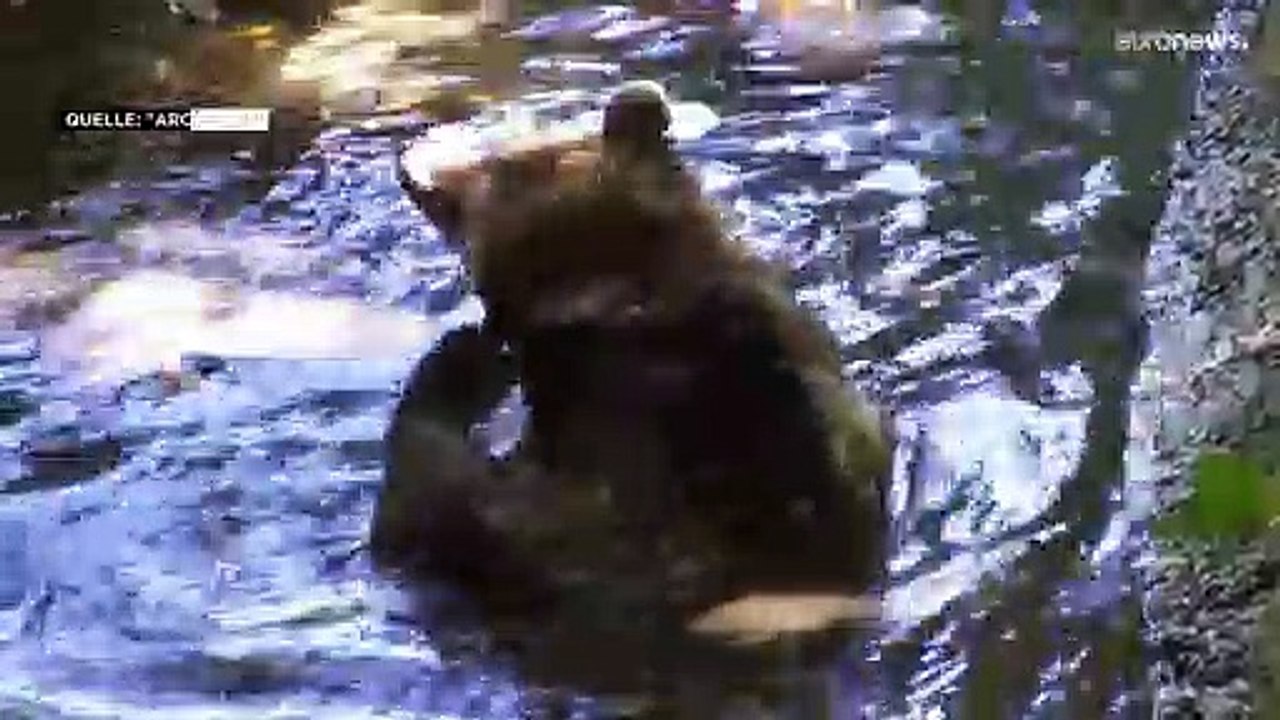 Drei Bären erschossen – Griechische Behörden jagen die Killer