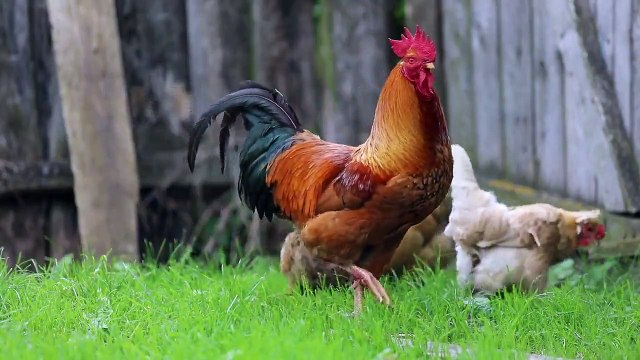 LOVELY BGM/THENDRAL KATRE TAMIL SONG BGM/MAESTRO ILAYARAJA MUSIC