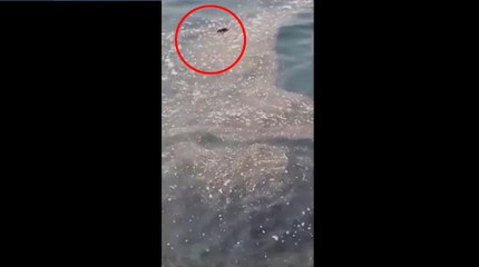 Decine di topi morti in mare di fronte a Napoli: allarme tra i bagnanti a Nisida