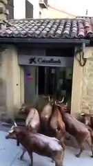 Seis vacas se metieron a un cajero de popular banco español