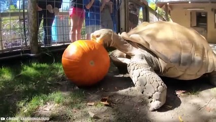 20 Times Camera Was at Hand at the Right Moment