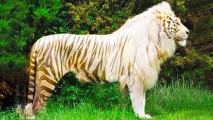 15 Rarest Cross Breed Animals In The World
