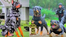 15 Dogs That Are Stronger Than An Army