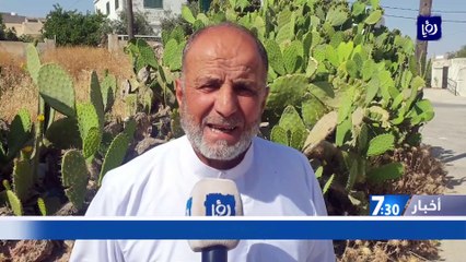 الحشرة القرمزية تفتك بنبات الصبار