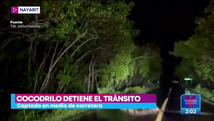 Cocodrilo detiene el tránsito en carretera de Nayarit
