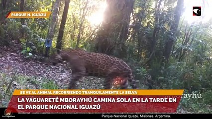 La yaguareté Mborayhú camina sola en la tarde en el Parque Nacional Iguazú